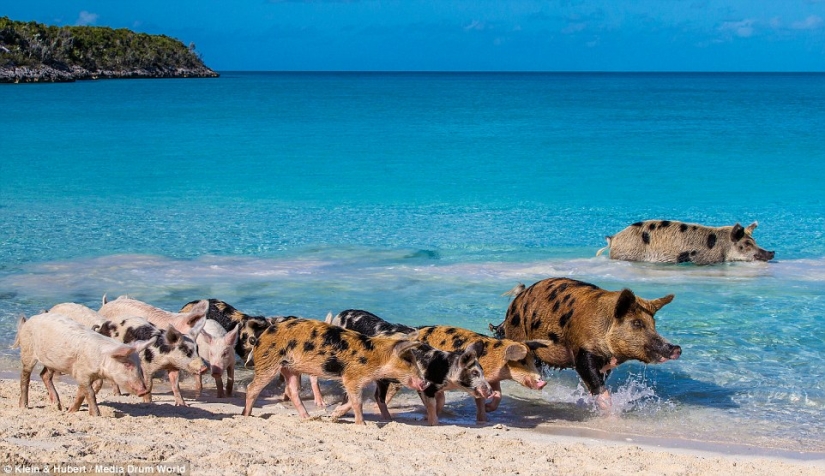 Happy life of funny pigs in the Bahamas