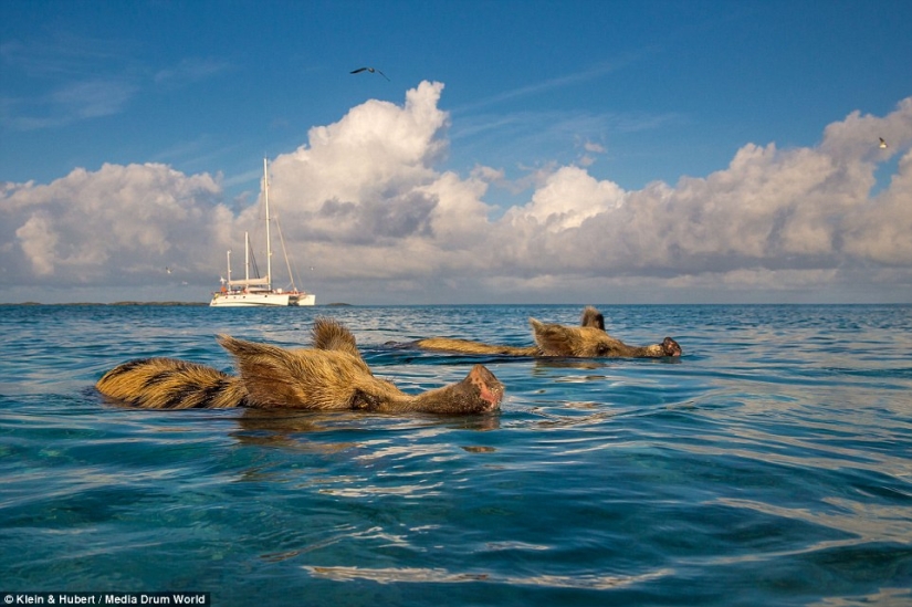 Happy life of funny pigs in the Bahamas