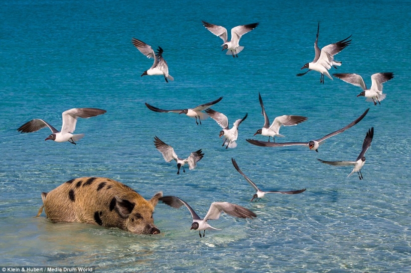 Happy life of funny pigs in the Bahamas