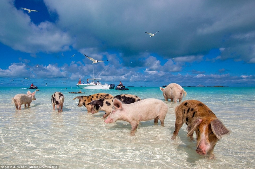 Happy life of funny pigs in the Bahamas