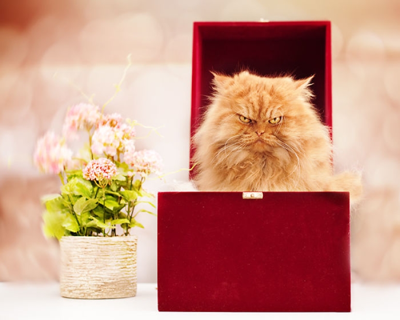 Harfi, el gato más feo del mundo