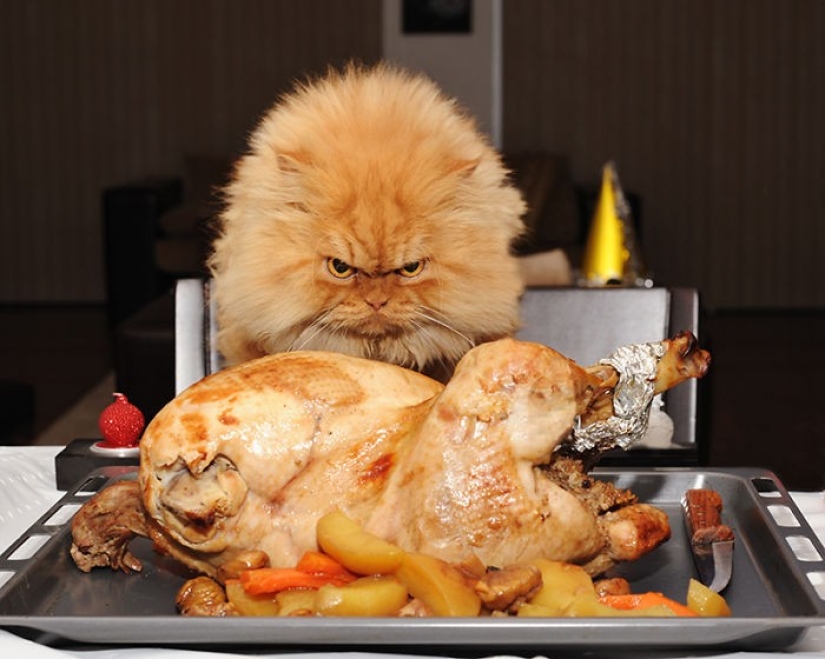 Harfi, el gato más feo del mundo