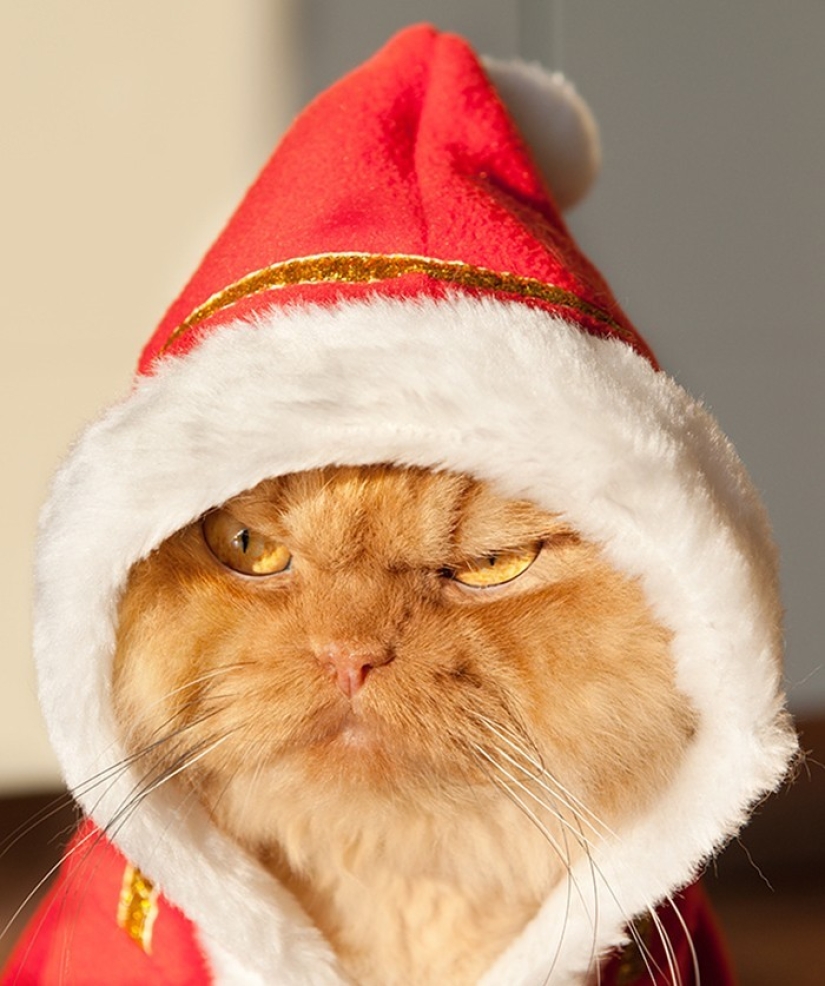 Harfi, el gato más feo del mundo