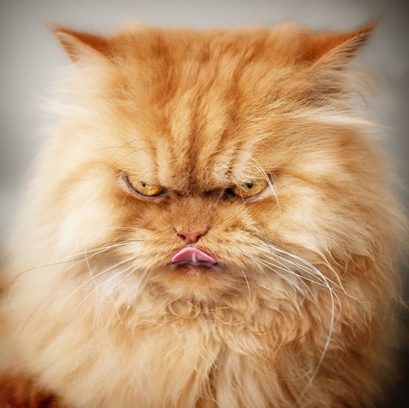 Harfi, el gato más feo del mundo