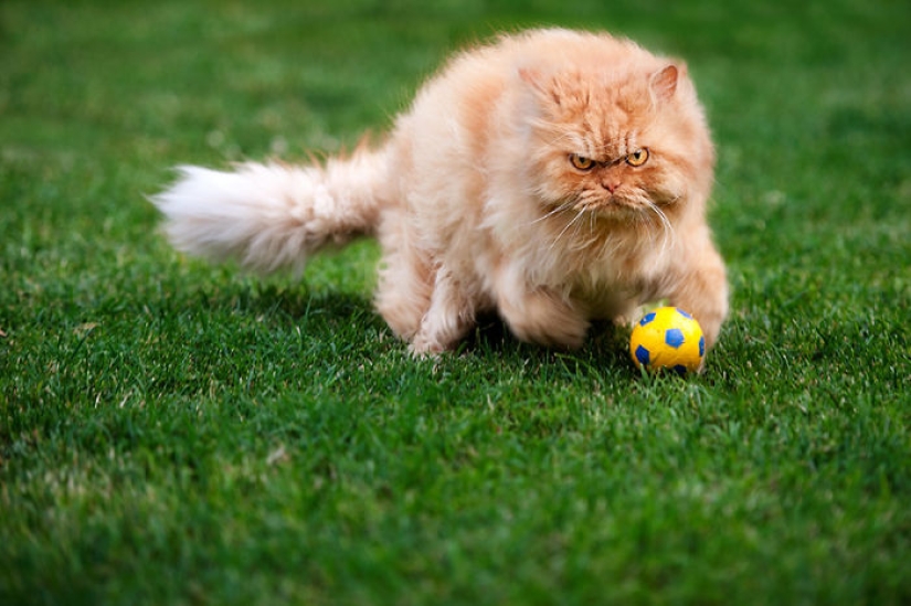 Harfi, el gato más feo del mundo