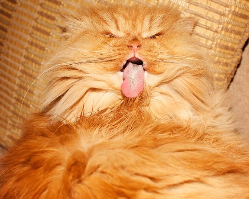 Harfi, el gato más feo del mundo