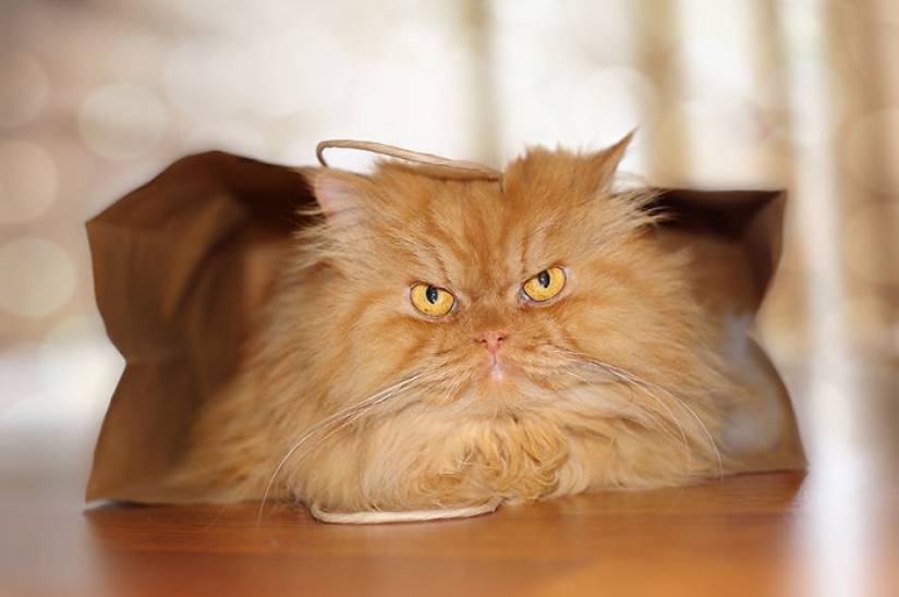 Harfi, el gato más feo del mundo