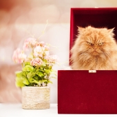 Harfi, el gato más feo del mundo