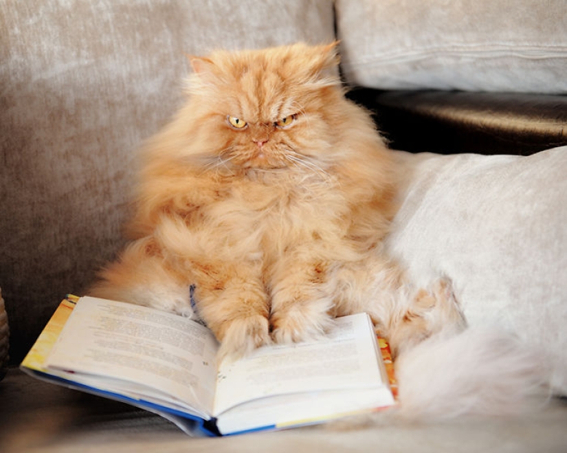 Harfi, el gato más feo del mundo