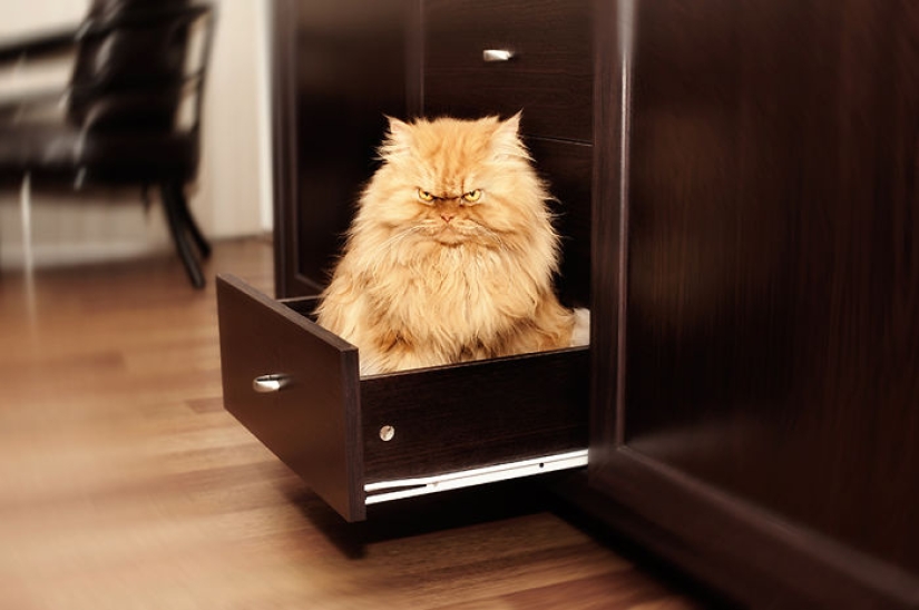 Harfi, el gato más feo del mundo