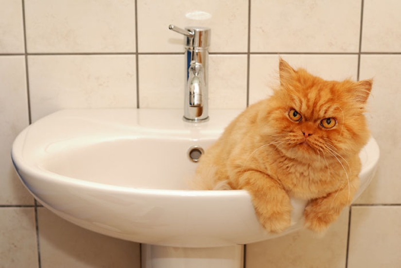 Harfi, el gato más feo del mundo