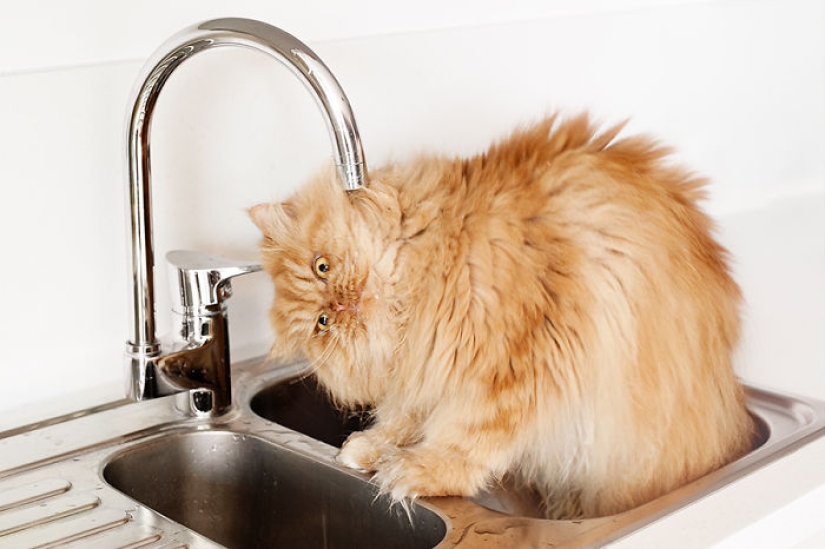 Harfi, el gato más feo del mundo