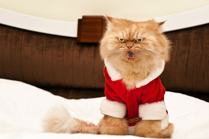 Harfi, el gato más feo del mundo