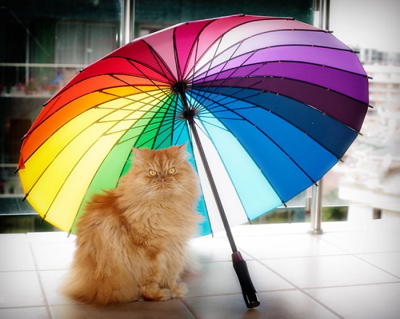 Harfi, el gato más feo del mundo