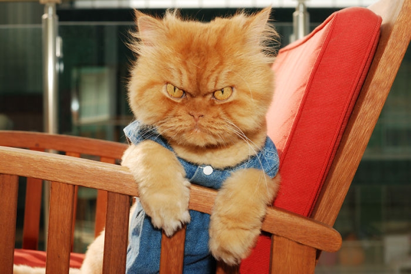 Harfi, el gato más feo del mundo