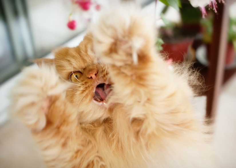Harfi, el gato más feo del mundo