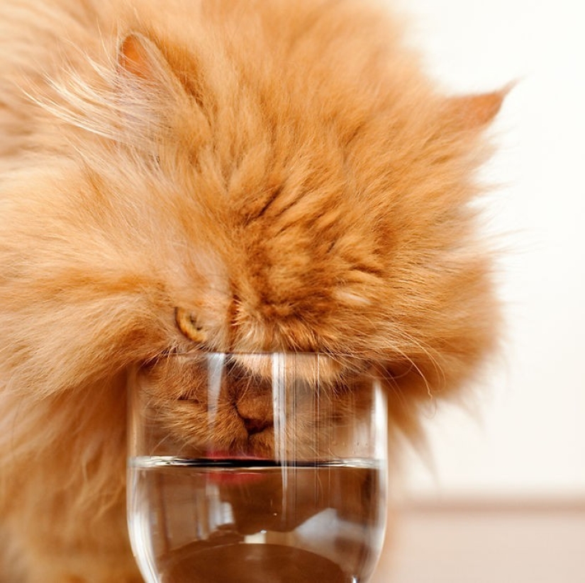 Harfi, el gato más feo del mundo