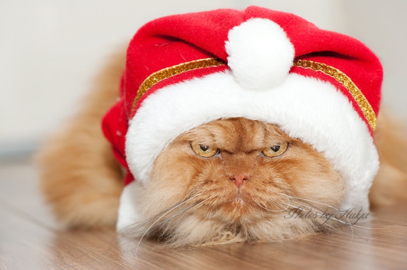 Harfi, the world&#39;s ugliest cat