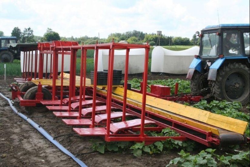 Harvesting cucumbers in Belarusian