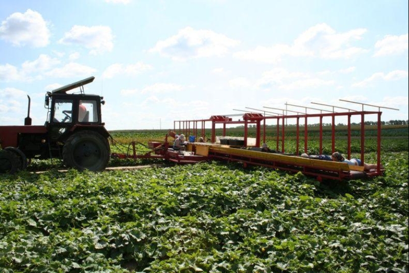 Harvesting cucumbers in Belarusian