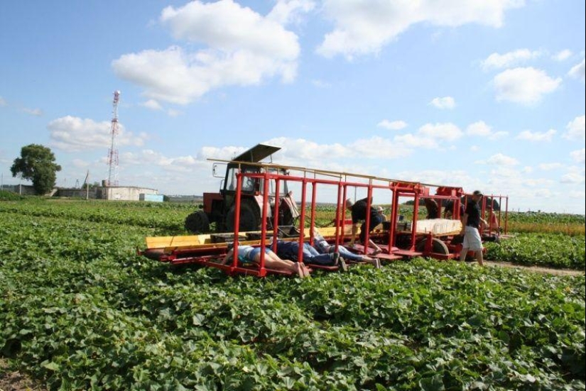 Harvesting cucumbers in Belarusian
