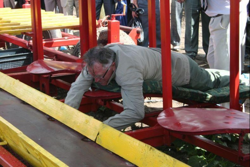 Harvesting cucumbers in Belarusian