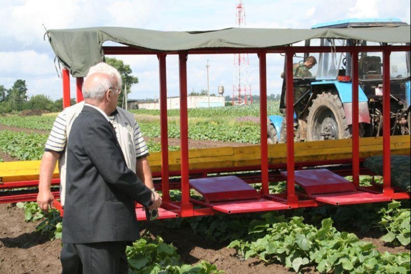 Harvesting cucumbers in Belarusian