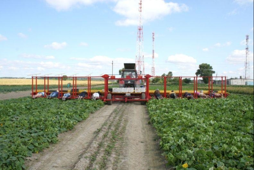 Harvesting cucumbers in Belarusian