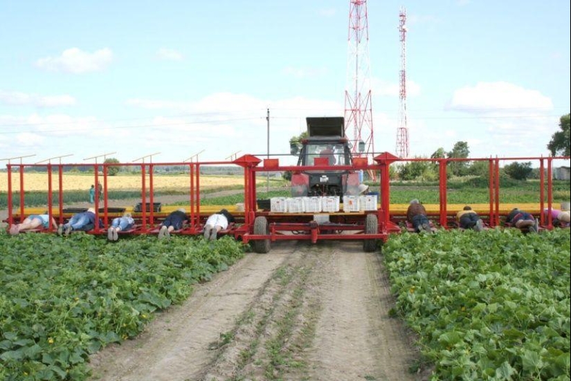 Harvesting cucumbers in Belarusian