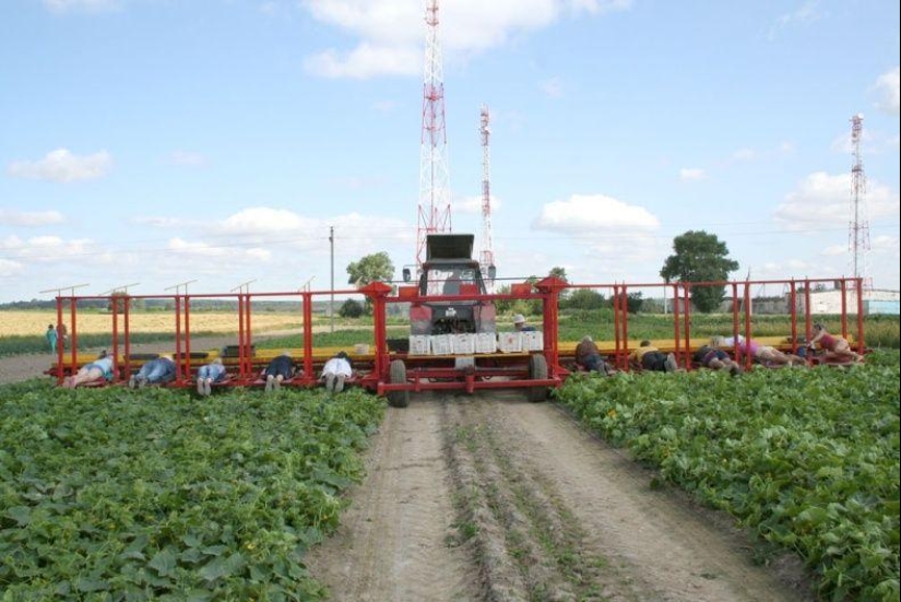 Harvesting cucumbers in Belarusian