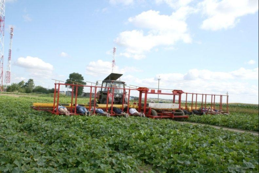 Harvesting cucumbers in Belarusian