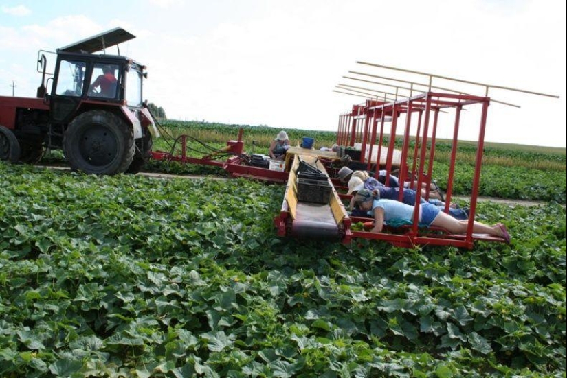Harvesting cucumbers in Belarusian