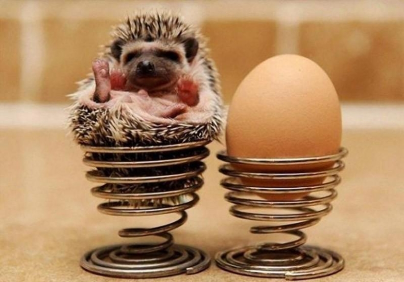 Hedgehogs are real and not