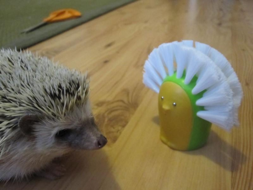 Hedgehogs are real and not