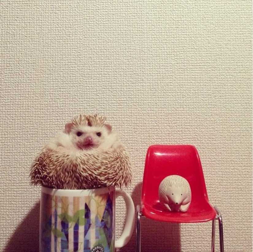 Hedgehogs are real and not