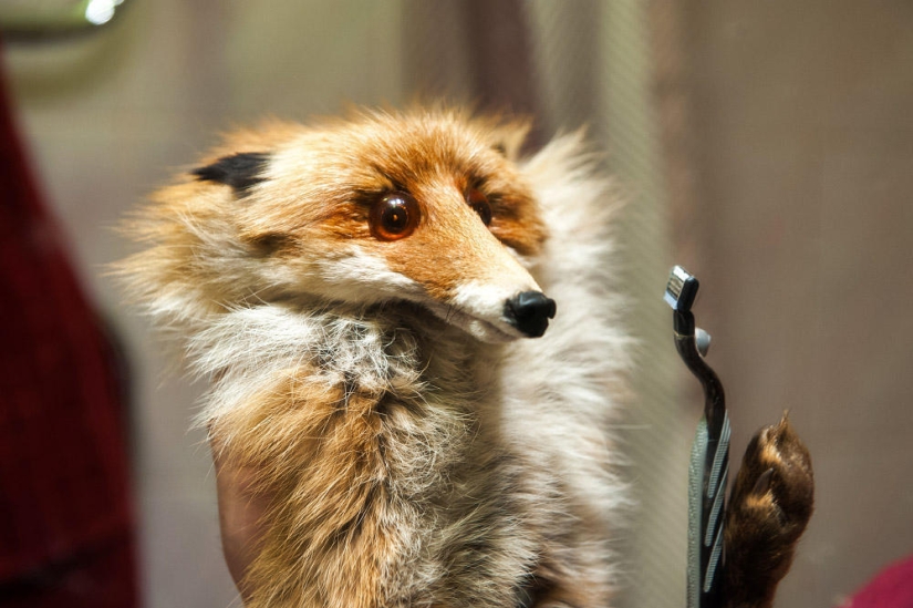 Hello Animal Defenders - Fox