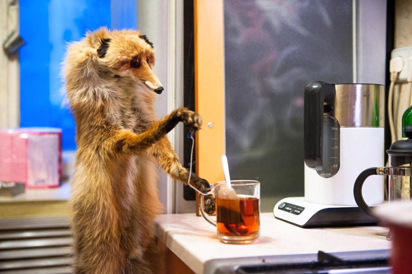 Hello Animal Defenders - Fox