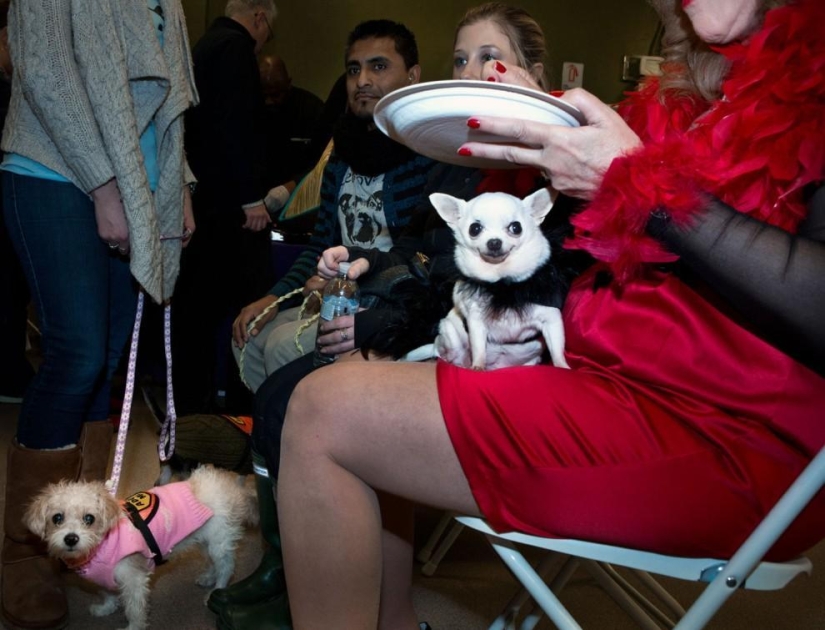 High fashion for dogs