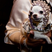 High fashion for dogs High fashion for dogs