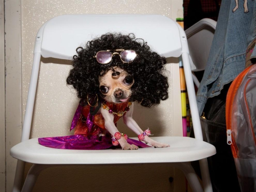 High fashion for dogs
