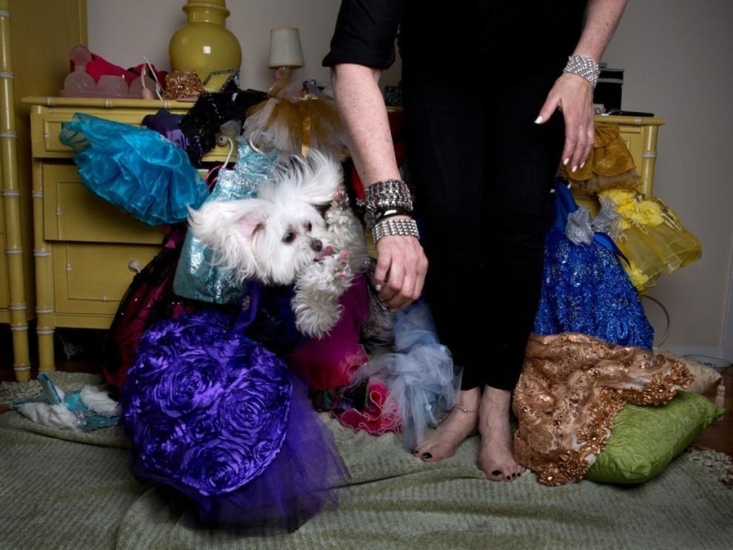 High fashion for dogs