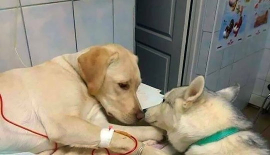 Hilarious And Wholesome Moments That Vets Have Experienced At Work Hilarious And Wholesome Moments That Vets Have Experienced At Work
