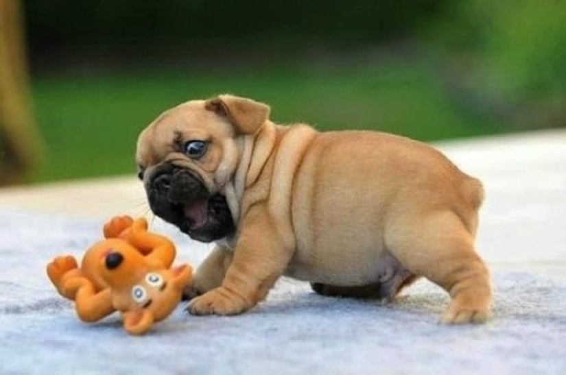 Hilarious dogs are shocked by what is happening