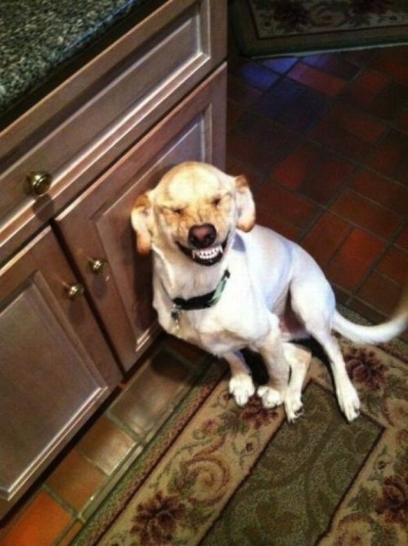 Hilarious dogs are shocked by what is happening