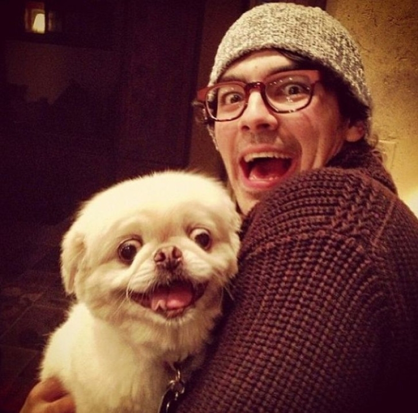 Hilarious dogs are shocked by what is happening