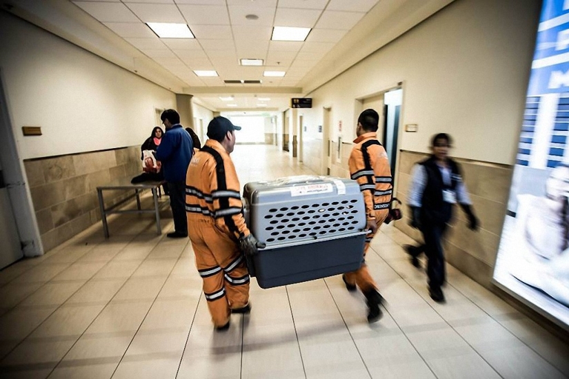 Historia del perro ganador de una carrera de aventuras Historia del perro ganador de una carrera de aventuras