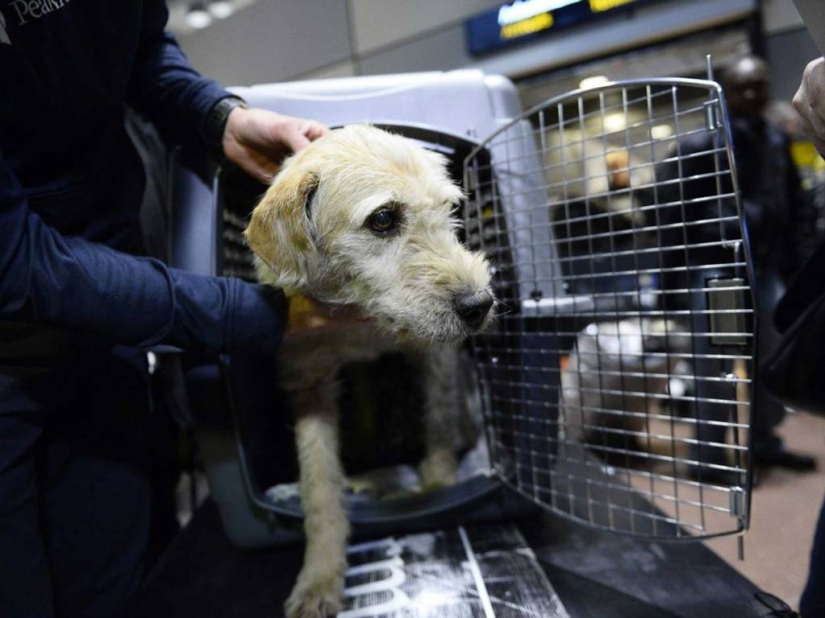 Historia del perro ganador de una carrera de aventuras Historia del perro ganador de una carrera de aventuras