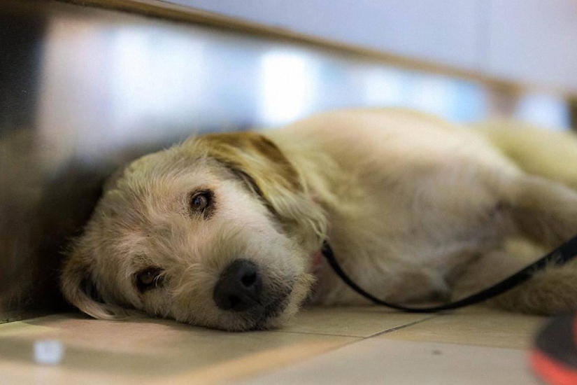 Historia del perro ganador de una carrera de aventuras Historia del perro ganador de una carrera de aventuras