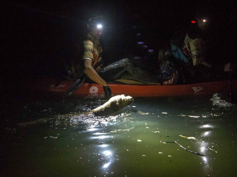 Historia del perro ganador de una carrera de aventuras Historia del perro ganador de una carrera de aventuras