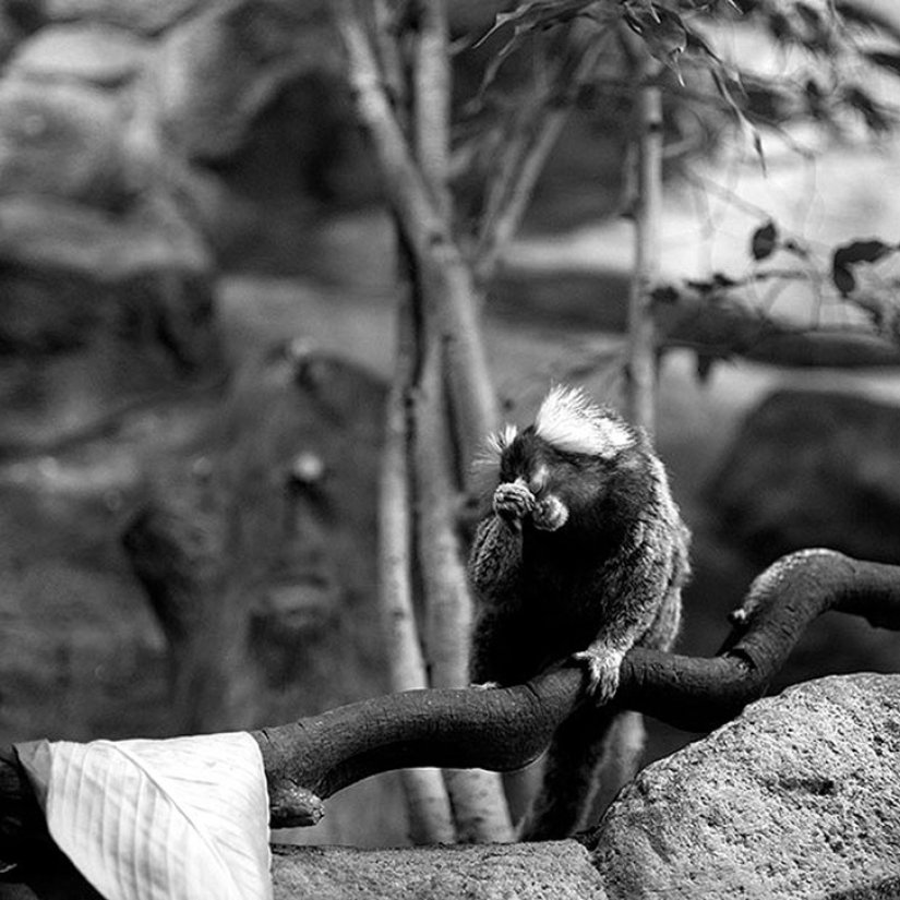 Horrors of zoos from around the world